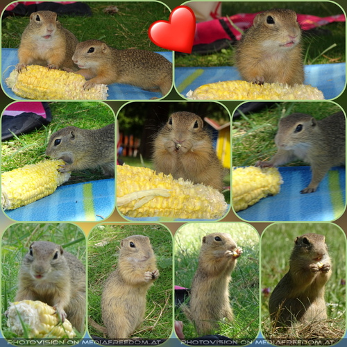 Ziesel Bande Kukurukuku