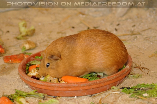 Mehr Schweinchen als Meerschweinchen