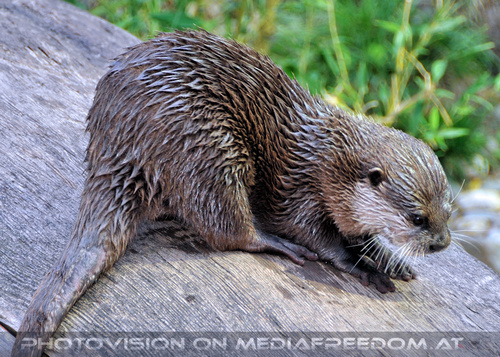 Zwergotter F�tterung 2