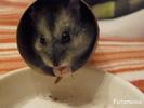 Hungriger Hamster