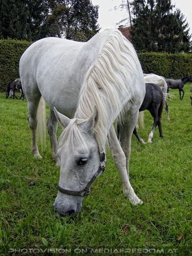 Auf der Weide 12