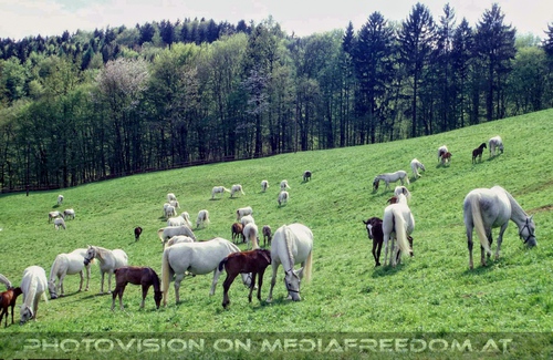 Auf der Weide 10