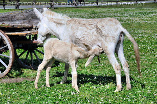 Mit wei�en Esel 07