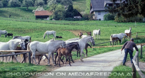 Auf der Weide 21