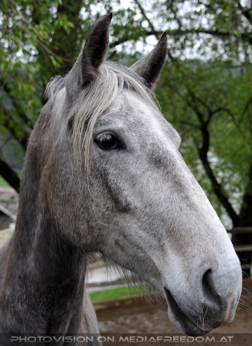 Club der Freunde des Lipizzanergest�ts 77