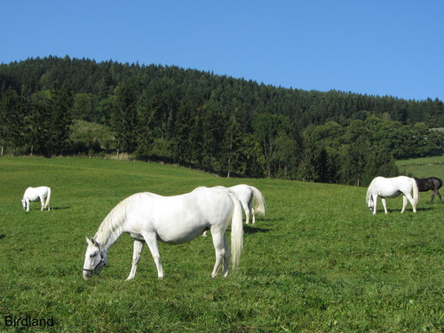 Almabtrieb der Lipizzaner: Lipizzaner