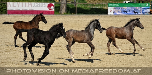 Die Lipizzaner Heimat 027