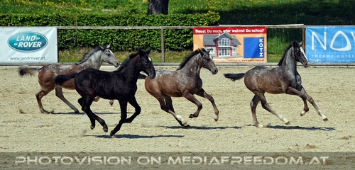 Die Lipizzaner Heimat 026