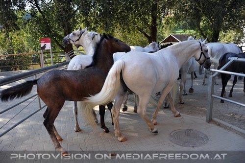 Wieder im Gest�t 10