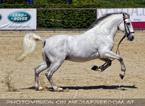 Die Lipizzaner Heimat 021