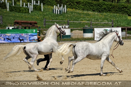 Die Lipizzaner Heimat 022