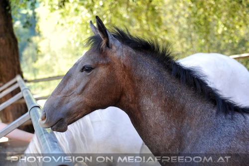 Wieder im Gest�t 13