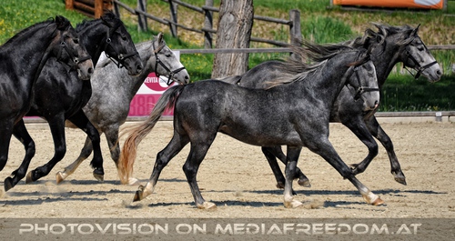 Die Lipizzaner Heimat 033