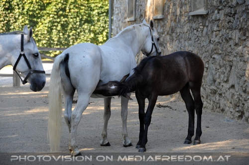 Wieder im Gest�t 15