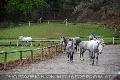 Club der Freunde des Lipizzanergest�ts 89