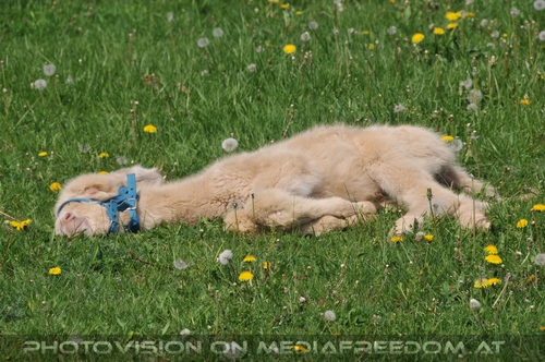 Wei�es Eselbaby schl�ft