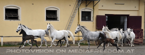 Club der Freunde des Lipizzanergest�ts 45