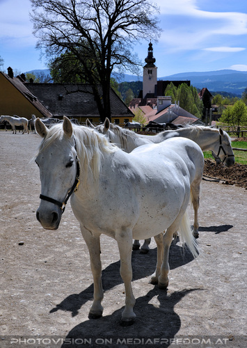 Lipizzaner Heimat 16