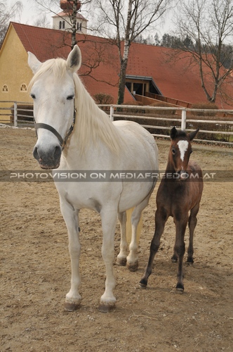 Stolze Stute mit ihrem Fohlen