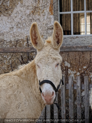 Weisser Esel