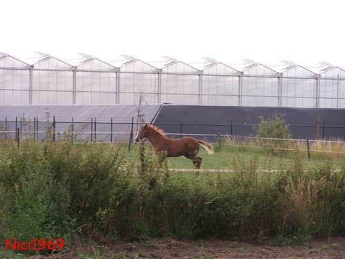 Ich bin schon schnell oder?: Pferde