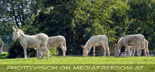 Am Hof 20 - Wei�e Esel