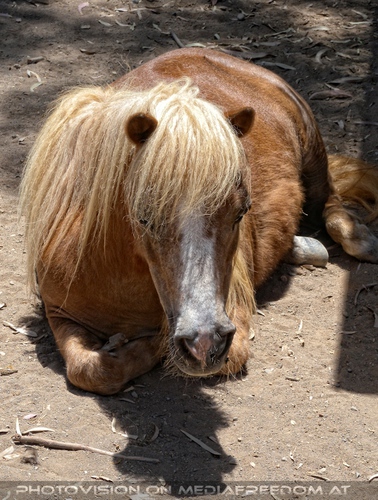 Pony