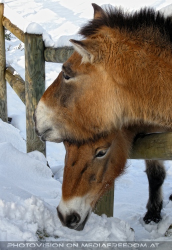 Przewalski Pferde