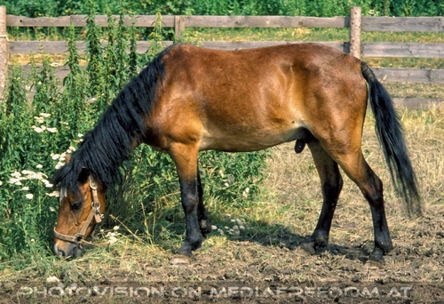 Der Schatz im Silbersee 03