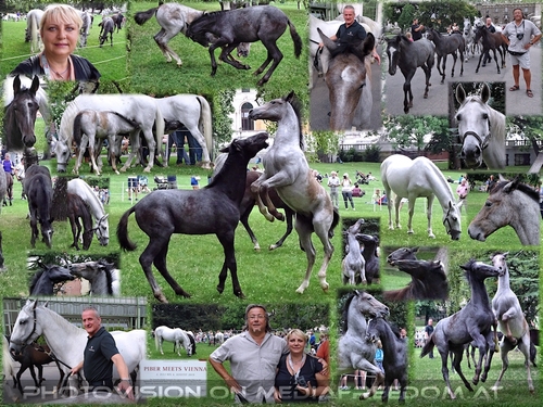 �berm�tige Lipizzanerfohlen mit ihren M�ttern