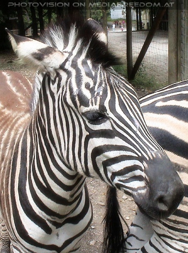 Zebra
