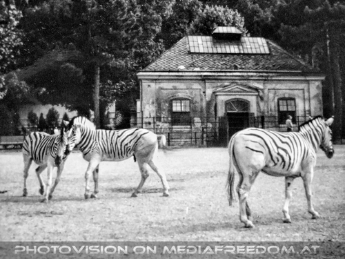 Zebras