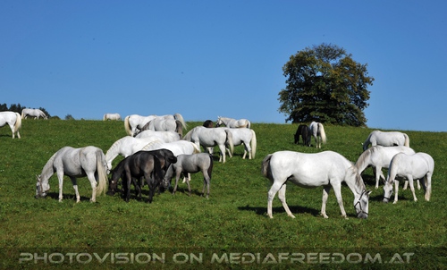 Wieder im Gest�t 18