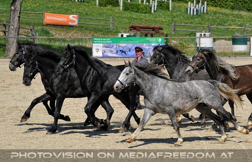 Die Lipizzaner Heimat 032