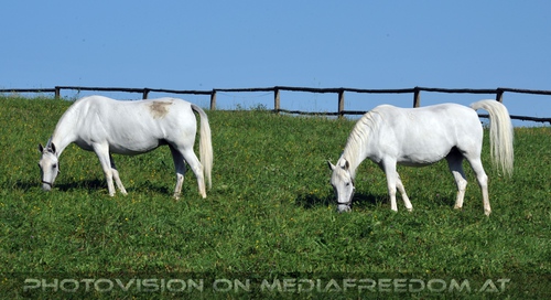 Wieder im Gest�t 19