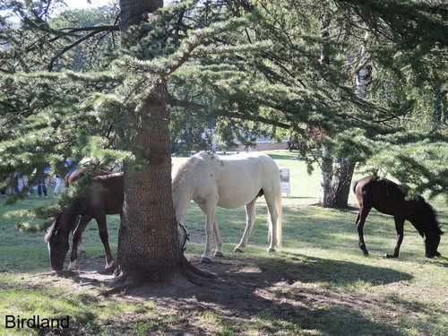 Piber meets Vienna: Lipizzaner