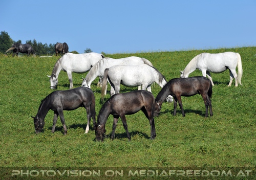 Wieder im Gest�t 22