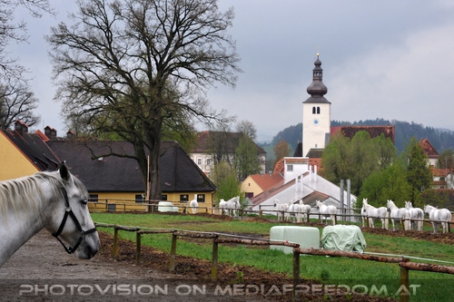 Club der Freunde des Lipizzanergest�ts 98