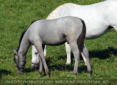 Wieder im Gest�t 23