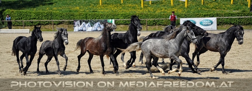 Die Lipizzaner Heimat 035