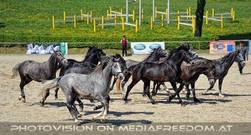 Die Lipizzaner Heimat 036