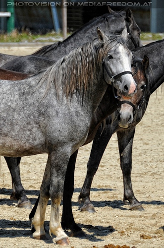 Die Lipizzaner Heimat 037