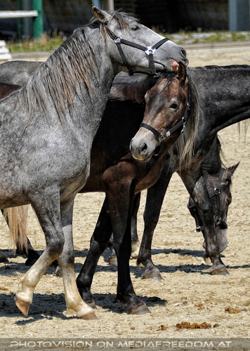 Die Lipizzaner Heimat 038