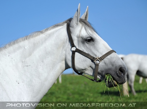 Wieder im Gest�t 32