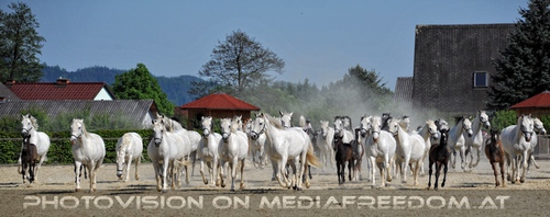 Die Lipizzaner Heimat 060