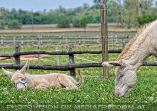 Wei�ese Eselbaby mit Mama