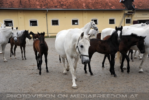 Club der Freunde des Lipizzanergest�ts 46