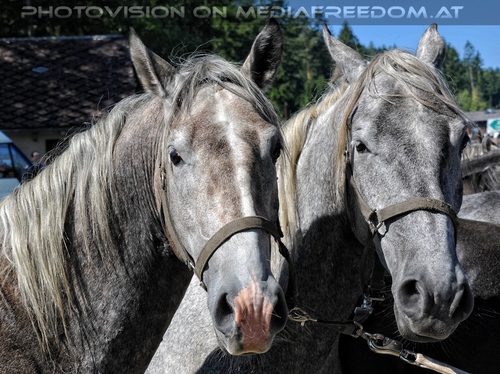 Rast beim Gasthof Wiendl 14