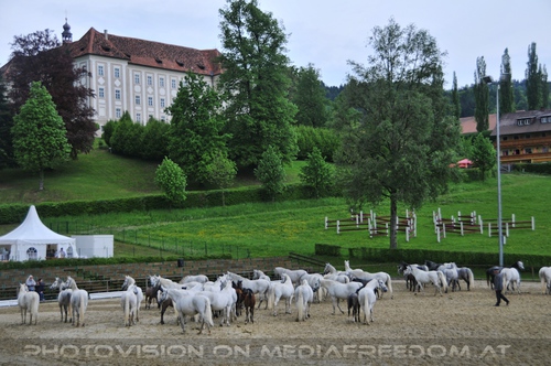 Die Pr�sentation 21: Lipizzaner