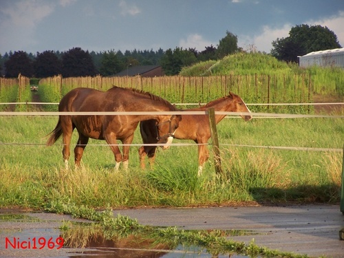 Sonne trockne uns: Pferde
